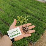 عکس نشای گوجه ساکاتا تی ام10857( Tm10857 )هیبرید