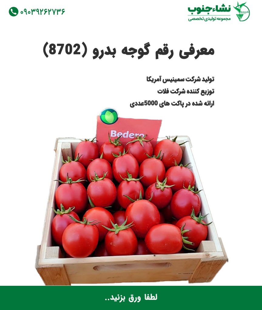 گوجه بدرو - گوجه 8702