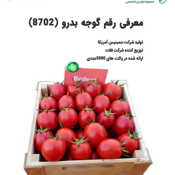 گوجه بدرو - گوجه 8702