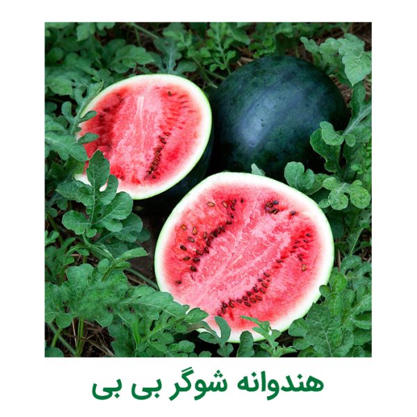 عکس هندوانه شوگر بی بی (یونی ژن سیاه)